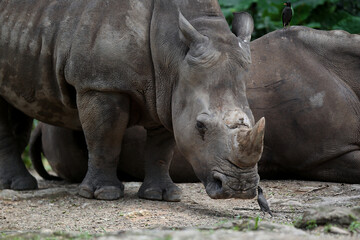 Fototapeta premium Rhinos' habitats include tropical and subtropical grasslands, shrub lands, tropical moist forests, deserts 