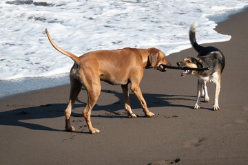 Dogs playing with a stick on the sandy beach