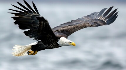 Majestic Bald Eagle Soaring Through the Air