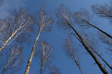 Birch trees without leaves against the blue sky