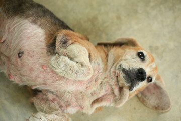 Old Beagle, Skin Disease in Dogs, Scabies in Dogs
