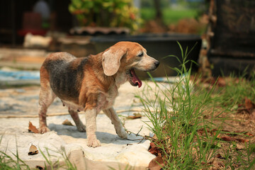 Old Beagle, Skin Disease in Dogs, Scabies in Dogs