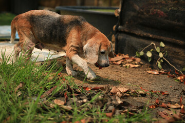 Old Beagle, Skin Disease in Dogs, Scabies in Dogs