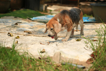 Old Beagle, Skin Disease in Dogs, Scabies in Dogs