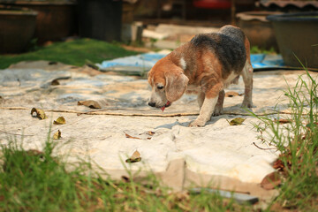 Old Beagle, Skin Disease in Dogs, Scabies in Dogs