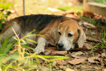 Old Beagle, Skin Disease in Dogs, Scabies in Dogs