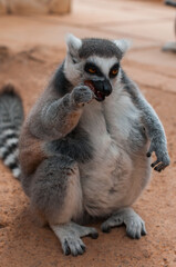 Close-up of a ring-tailed lemur sitting and eating a piece of fruit on a natural surface