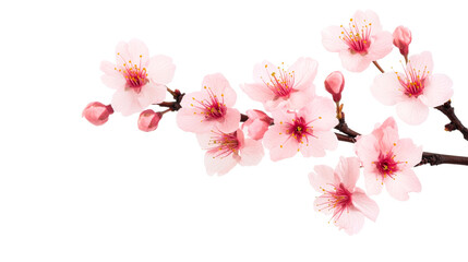 Cherry blossom branch, close-up blooms and buds, isolated flowers, cut out transparent