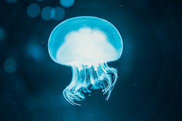 Fototapeta premium 海月