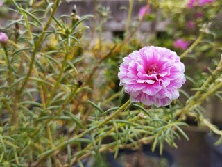 Fototapeta premium Rose moss flowers or Portulaca grandiflora in outdoor garden 