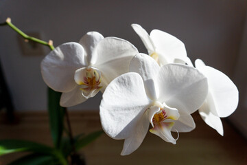 Fototapeta premium White orchid plant in a pot with delicate flowers illuminated by natural light against a neutral background