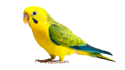Colorful parrot with yellow plumage looking left, cut out transparent