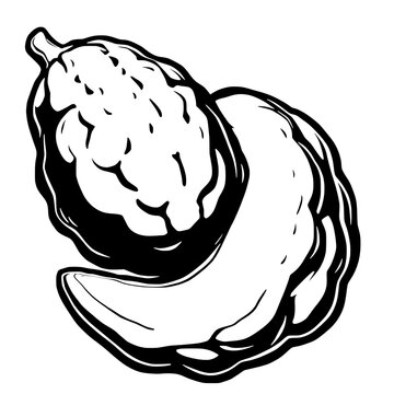 black and white artichoke drawing clip art preview