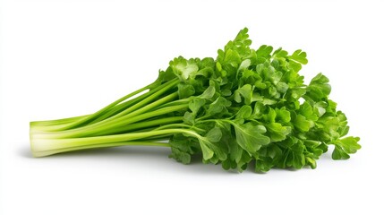 Fresh bunch of vibrant green parsley
