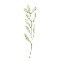 Watercolor spring branch with leaves, pastel floral for design