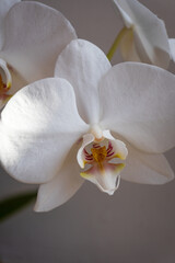 Close-up of a white orchid flower with delicate petals and intricate details in soft natural light