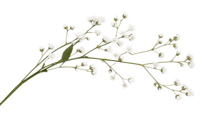 Delicate Baby's Breath Branch with Flowers and Buds, cut out transparent