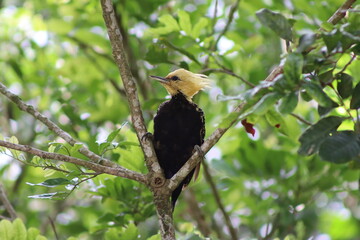 Blond crested Woodpecker