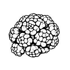 Detailed Illustration Of A Cauliflower Floret
