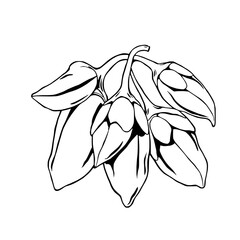 Elegant Illustration Of Pale Green Flower Buds Cluster