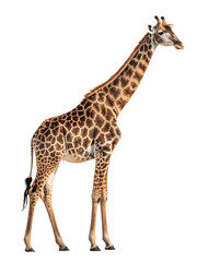 Naklejka premium a giraffe isolated on white background, PNG.