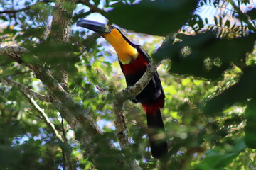 Channel-billed Toucan