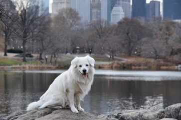 dog sitting on rock