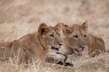 Jeunes lion 