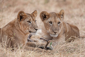 Jeunes lion 