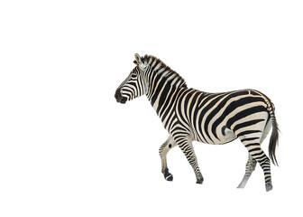 a zebra isolated on white background, PNG.