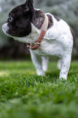 Fototapeta premium French Bulldog Standing in a Lush Green Garden During Sunset