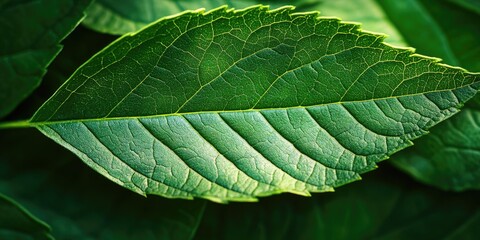 Dewy green leaf against blurred background
