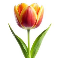 Naklejka premium A bouquet of red and yellow tulips with isolated yellow tulips on transparent background