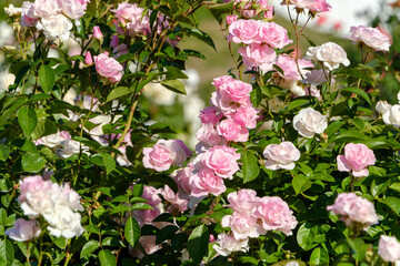 Naklejka premium 淡いピンクと白のバラが咲く庭