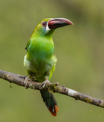 Aulacorhynchus haematopygus