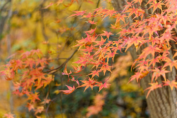 秋色に染まるモミジの葉