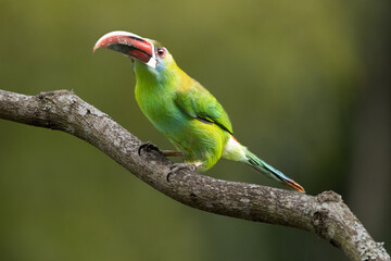 Aulacorhynchus haematopygus