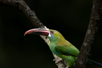 Aulacorhynchus haematopygus