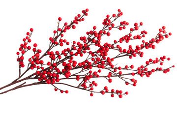 Red berry branch on black background, holiday decor, cut out transparent