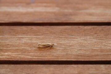 Grass Moth (Hednota panteucha)  at night, South Australia