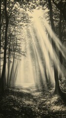 Obraz premium Mystical Fog and Light, Sunshine filtering through trees