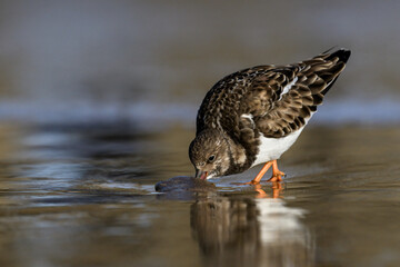 Turnstone searching for food on a wet Sandy beach 