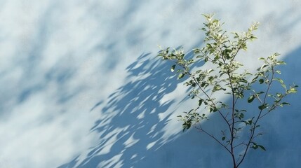 Minimalist plant casting a shadow on a wall creating an artistic and calming ambiance for modern spaces