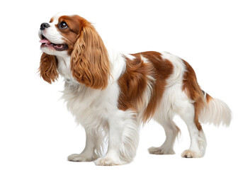 Fototapeta premium a full body cavalier spaniel white background, PNG.