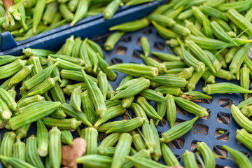 A large bin of raw green bitter melons or bitter gourds for sale at a farmers market. The small warty, bumpy exterior skin of the fruit has a pointy end. The vegetable has a strong bitter taste