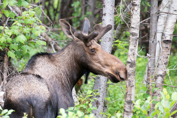 A large single moose standing among trees and shrubs, chewing on grass. The wild female animal has large ears, big eyes, long brown fur, and a wide belly. The animal is standing sideways in the woods.