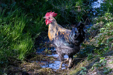 A yellow and black speckled glossy feathered chicken with a shiny sheen, a bright red comb, and a along beak. The domestic barn animal is outdoors in a hen pen with a brook and lush green grass.