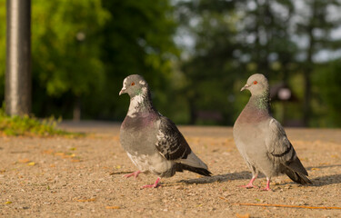 photo of pigeons walking in the park