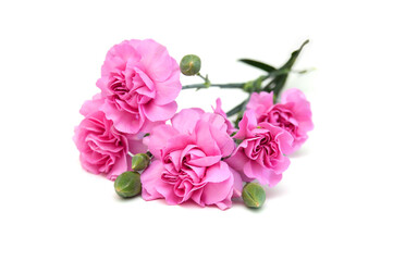 Obraz premium A pink carnation blooming on white