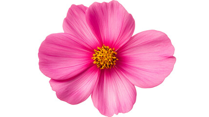 Bright Pink Cosmos Flower Blossom with Yellow Center, cut out transparent